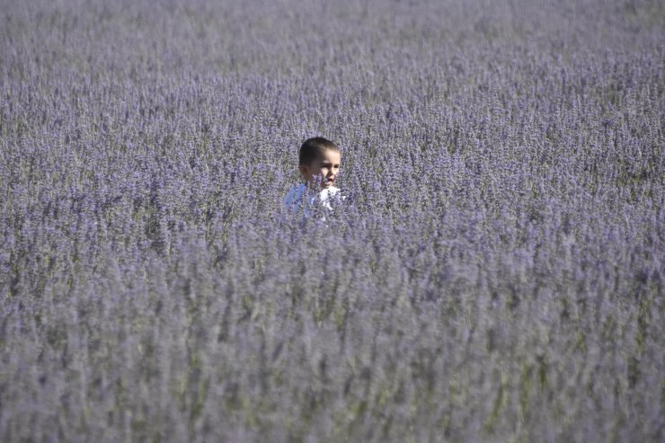 Moloz yığınlarıyla kaplı alan, lavanta bahçesine dönüştü 
