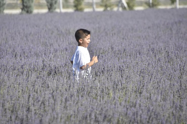 Moloz yığınlarıyla kaplı alan, lavanta bahçesine dönüştü 