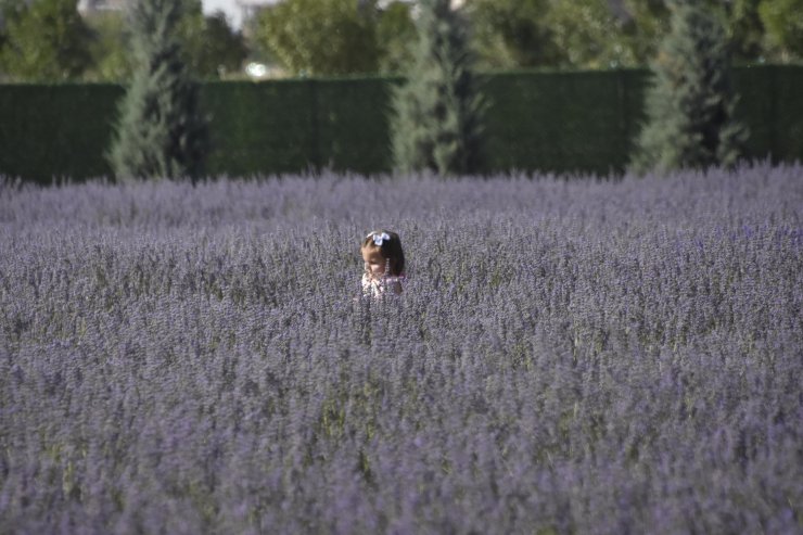 Moloz yığınlarıyla kaplı alan, lavanta bahçesine dönüştü 