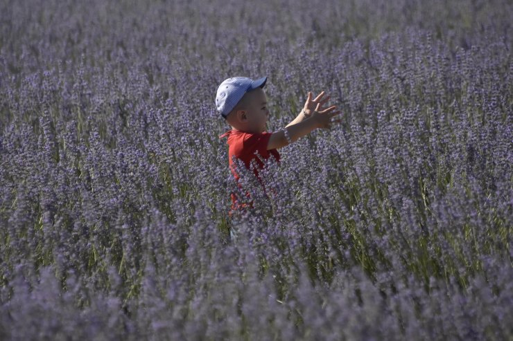 Moloz yığınlarıyla kaplı alan, lavanta bahçesine dönüştü 
