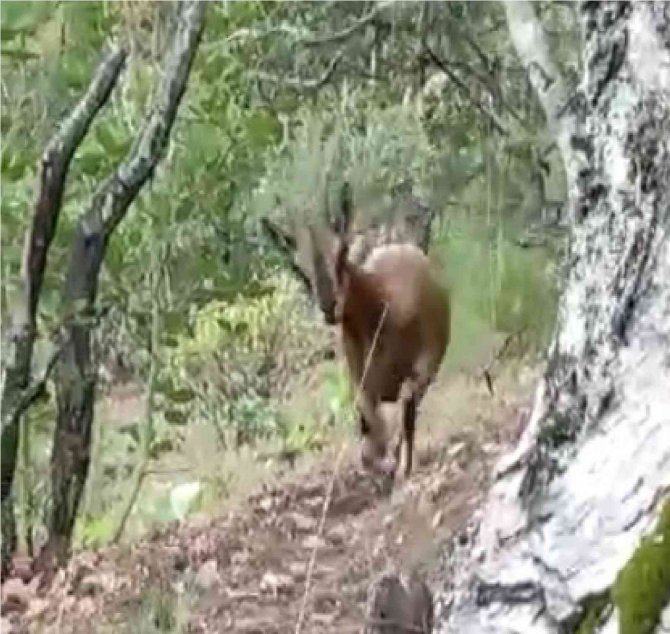 Yangının kahramanları nöbete devam ediyor