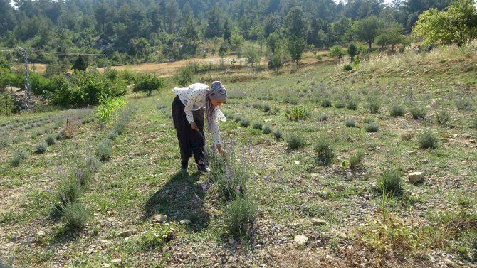 Atıl araziyi lavanta üretimine kazandırdı