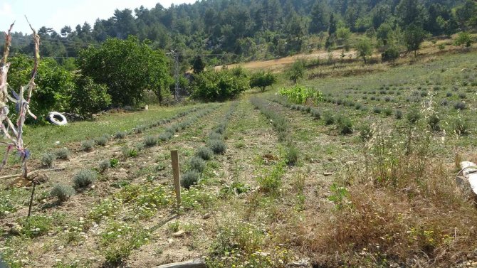 Atıl araziyi lavanta üretimine kazandırdı