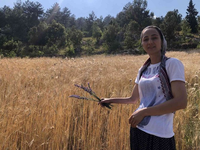 Atıl araziyi lavanta üretimine kazandırdı