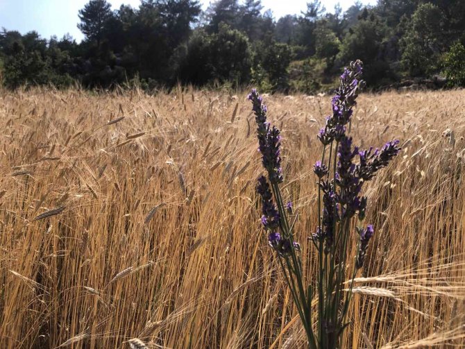 Atıl araziyi lavanta üretimine kazandırdı