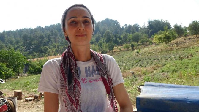 Atıl araziyi lavanta üretimine kazandırdı