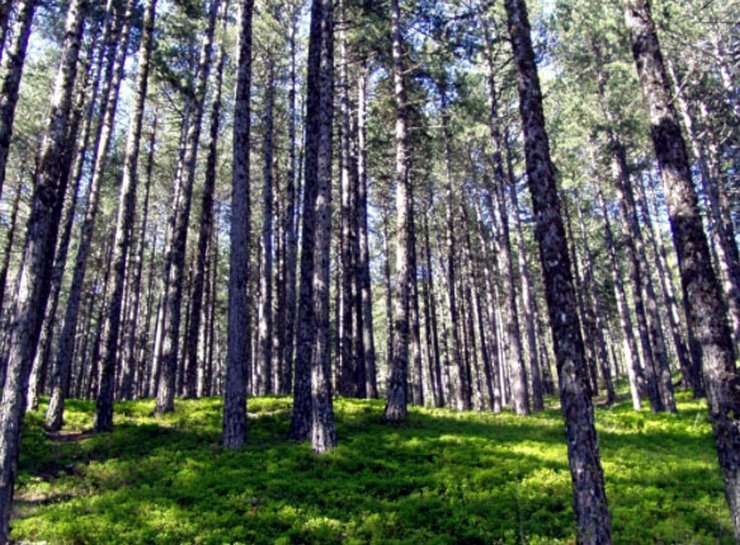 Balıkesir'de mesire alanlarında da ateşli piknik yasaklandı