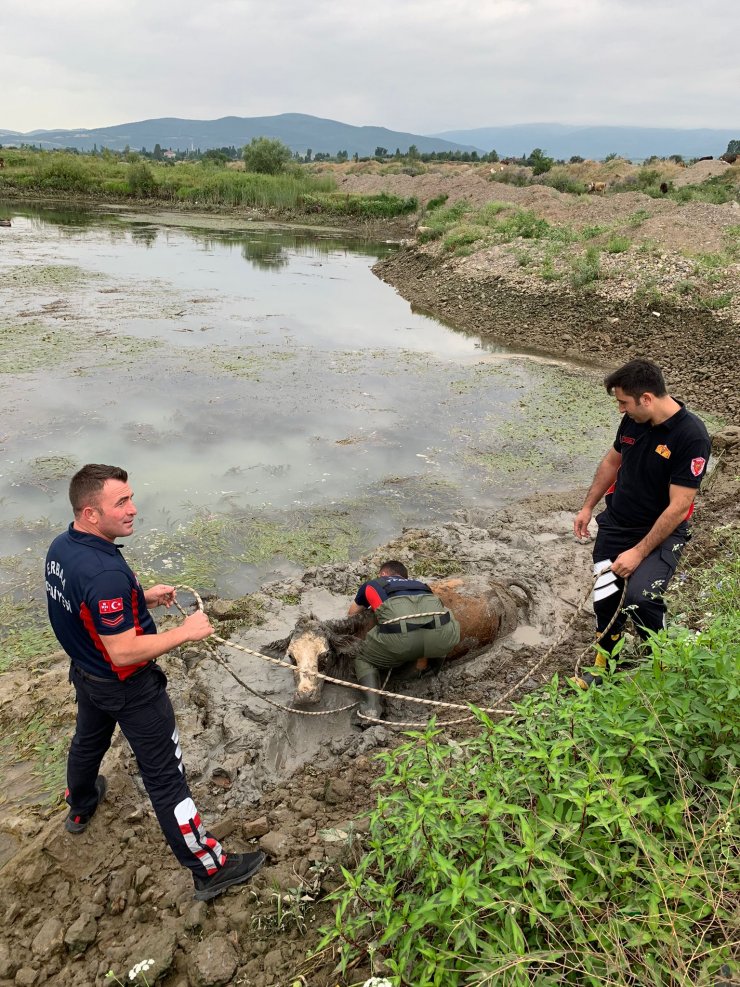 Bataklığa saplanan ineğe halatlı kurtarma
