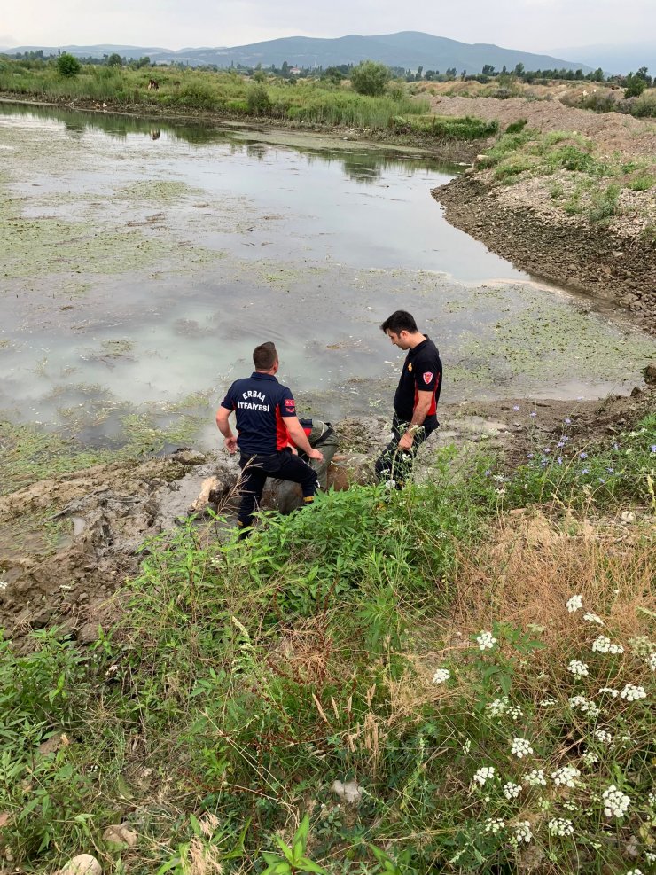 Bataklığa saplanan ineğe halatlı kurtarma