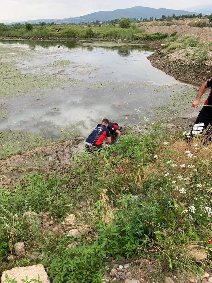 Bataklığa saplanan ineğe halatlı kurtarma