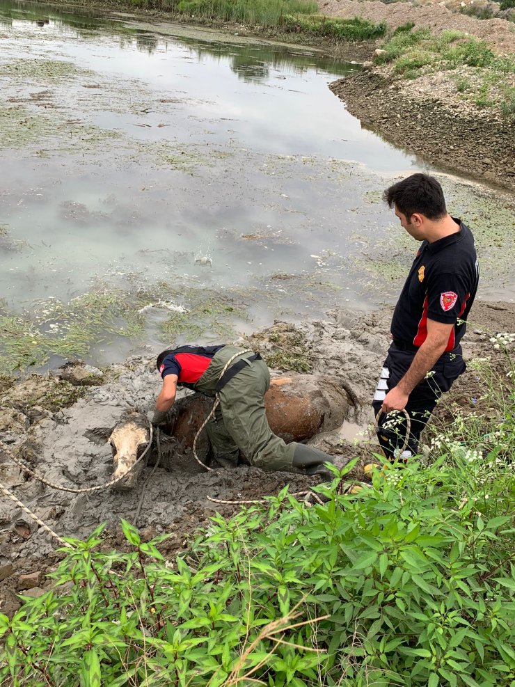 Bataklığa saplanan ineğe halatlı kurtarma
