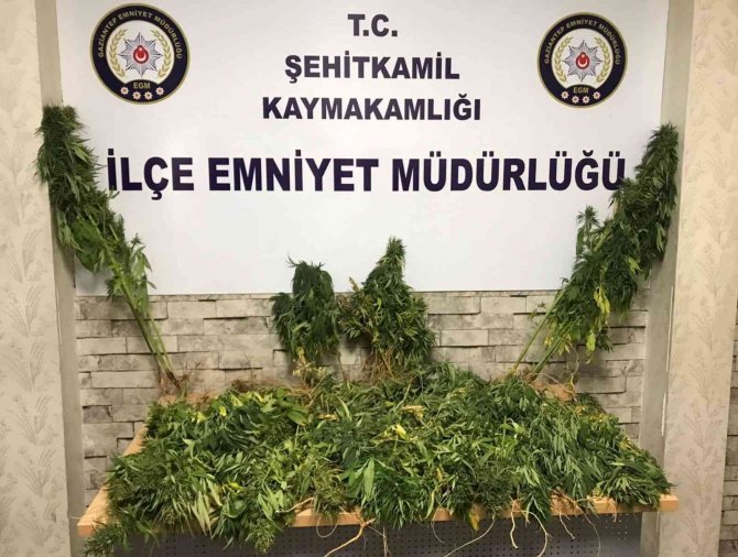 Gaziantep’te 104 kök Hint keneviri ele geçirildi