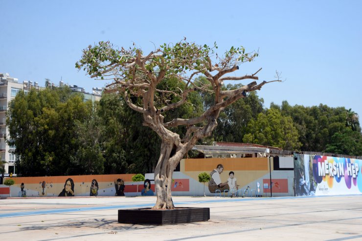 Özgecan Aslan meydanındaki kauçuk ağacın içine asit enjekte edildi