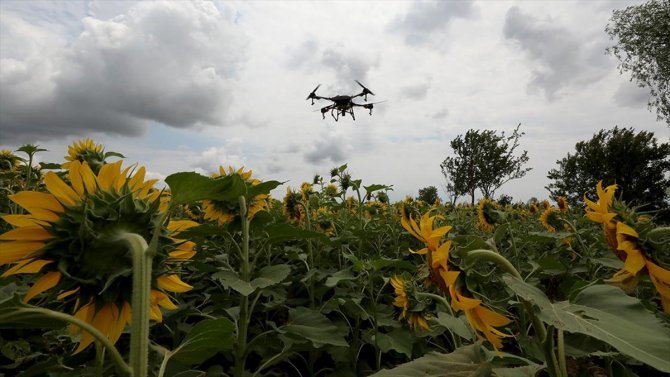 Trakya'da ayçiçeği tarlalarındaki 'çayır tırtılına' karşı dron ile ilaçlama sürüyor