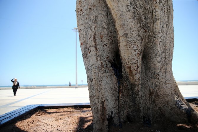 Mersin sahilinin "simge ağacı"na matkapla zarar veren 3 kişi gözaltına alındı