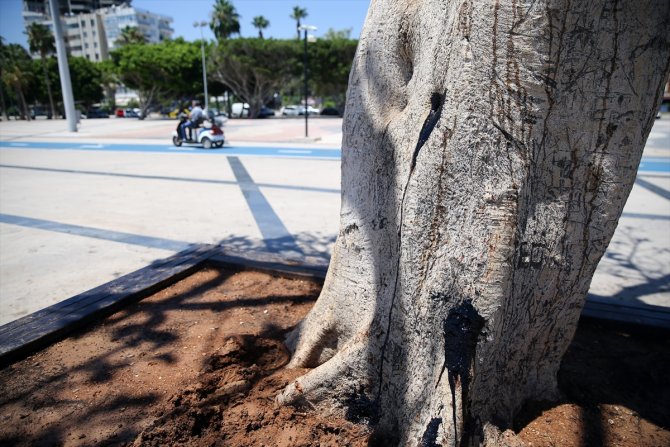 Mersin sahilinin "simge ağacı"na matkapla zarar veren 3 kişi gözaltına alındı