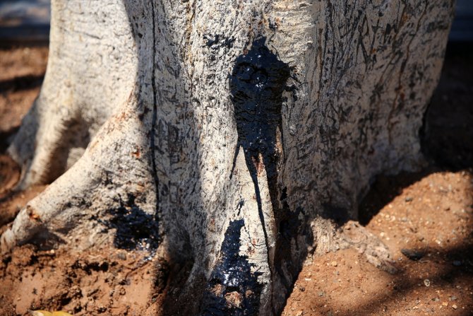 Mersin sahilinin "simge ağacı"na matkapla zarar veren 3 kişi gözaltına alındı