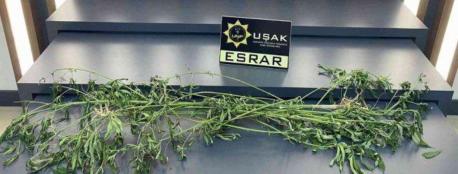 Evinde yüklü miktar uyuşturucu çıkan şüpheli serbest kaldı