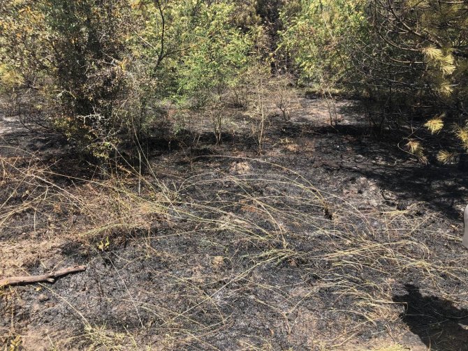 Kırklareli’nde başlayan orman yangınına müdahale ediliyor
