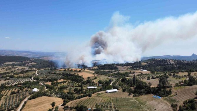 Manisa’da orman yangın buğday tarlasında başlamış