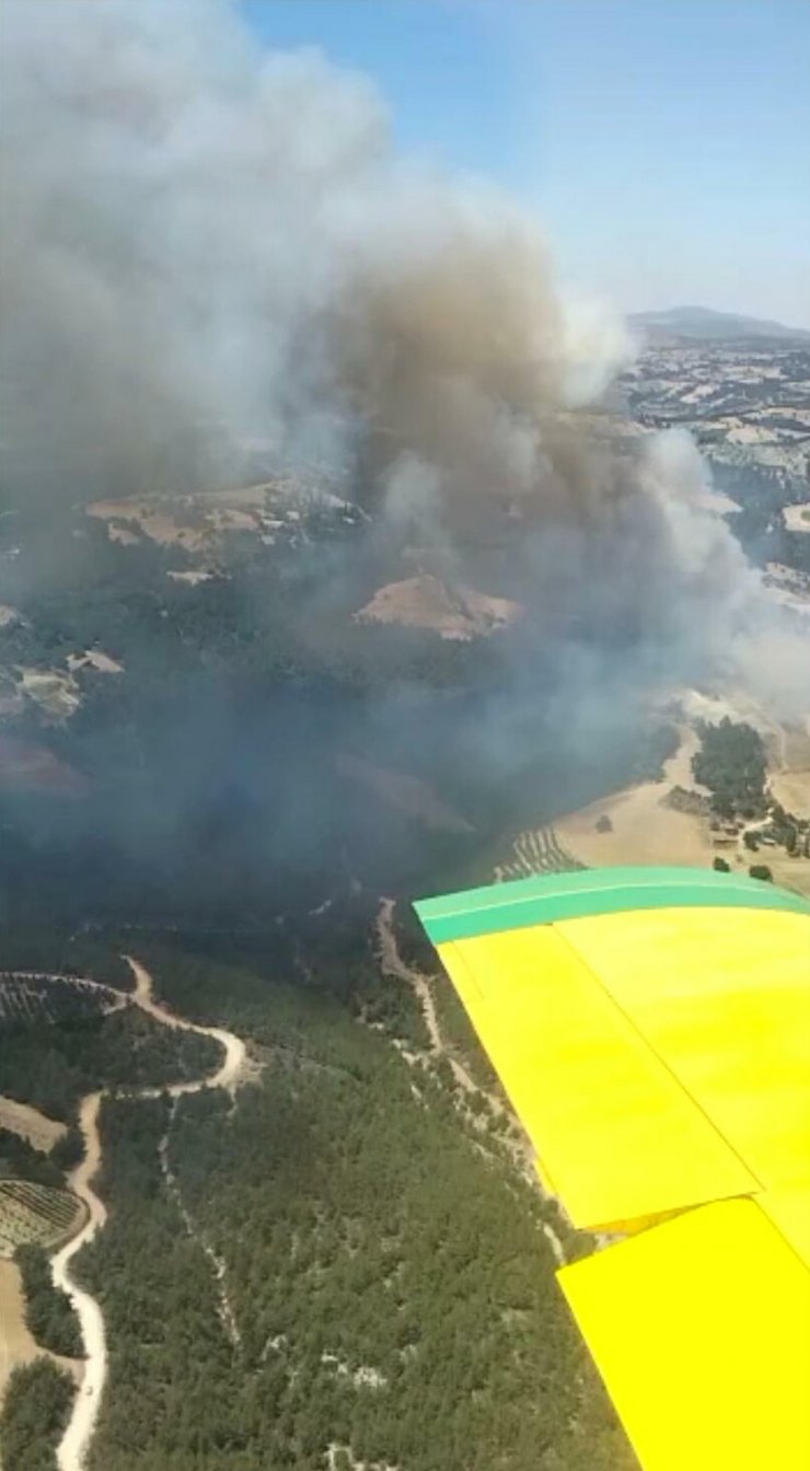 Manisa'da orman yangını çıktı