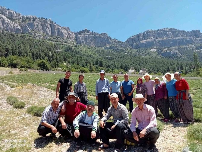 Mor tarlalarda hasat başladı