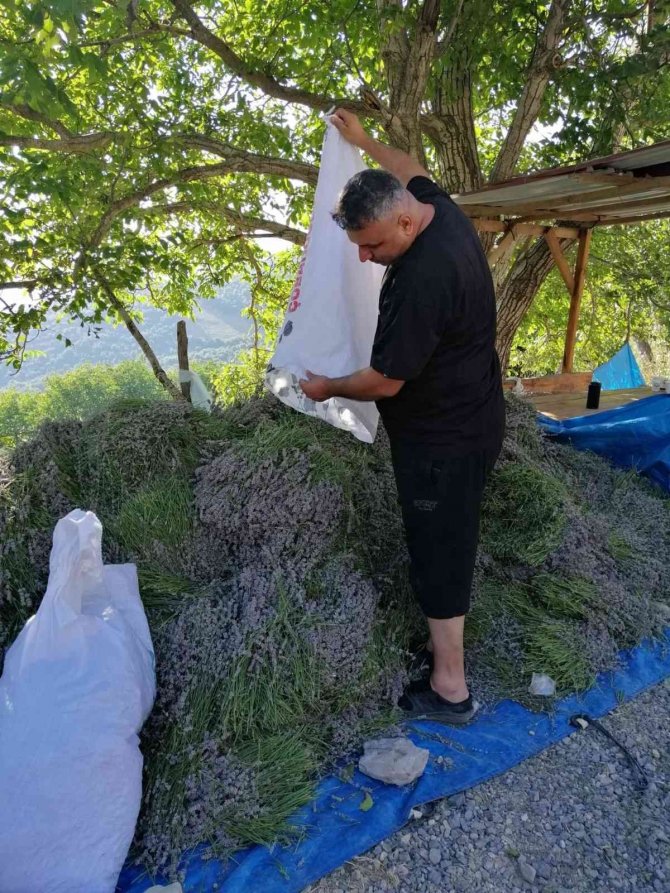 Mor tarlalarda hasat başladı