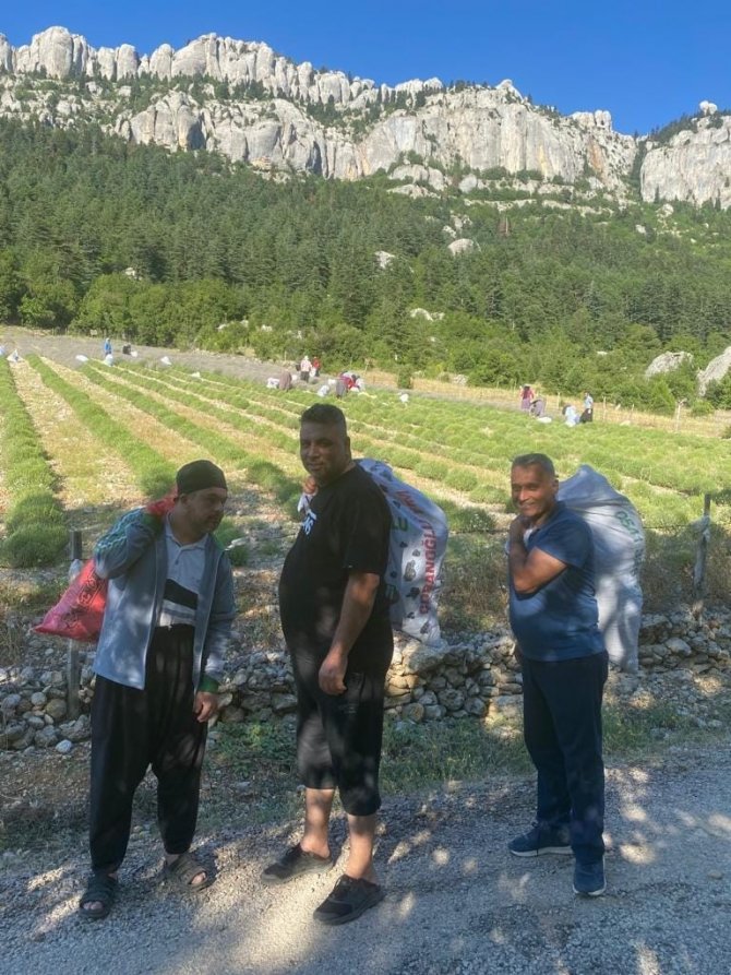 Mor tarlalarda hasat başladı