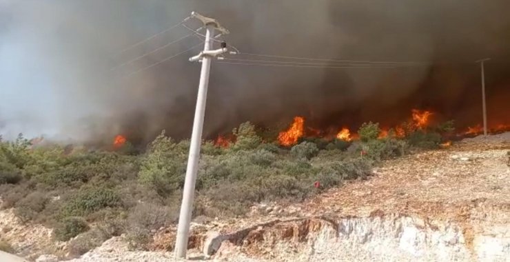 Muğla'da orman yangını