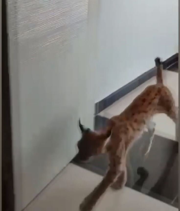 Nesli tehlike altındaki vaşak iş yerine girdi; o anlar kamerada