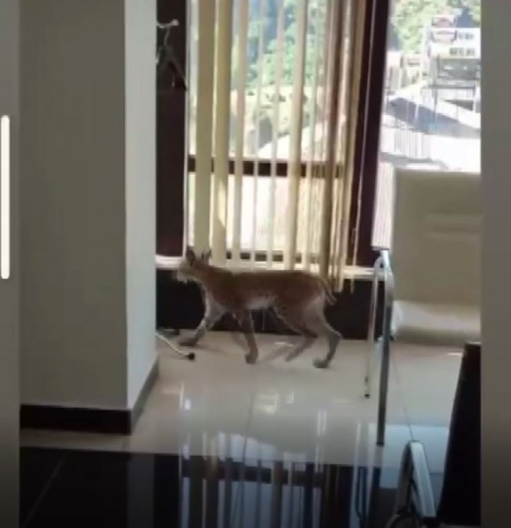 Nesli tehlike altındaki vaşak iş yerine girdi; o anlar kamerada