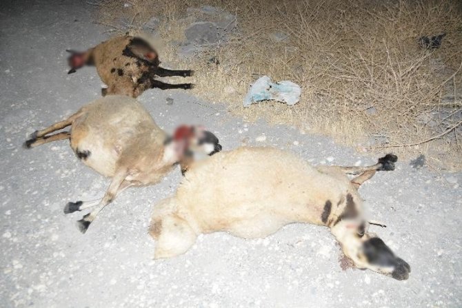 Otomobilin koyun sürüsüne dalma anı kamerada