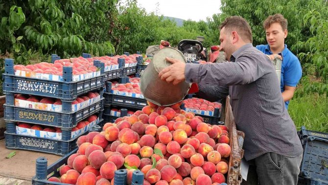 Şeftali tarlada 2 liraya kadar düştü