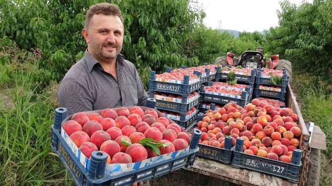 Şeftali tarlada 2 liraya kadar düştü