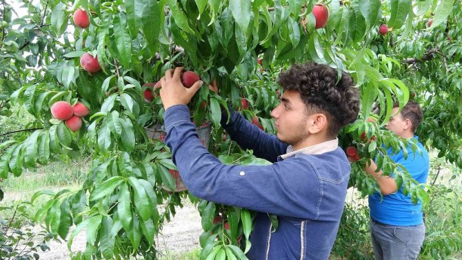 Şeftali tarlada 2 liraya kadar düştü