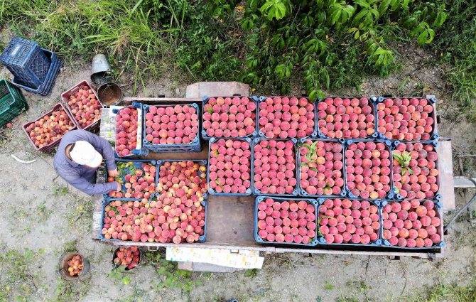 Şeftali tarlada 2 liraya kadar düştü
