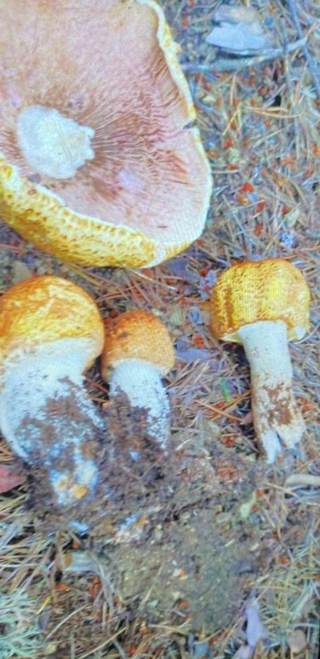 Yedikleri mantardan zehirlenen 6 kişi tedavi altına alındı