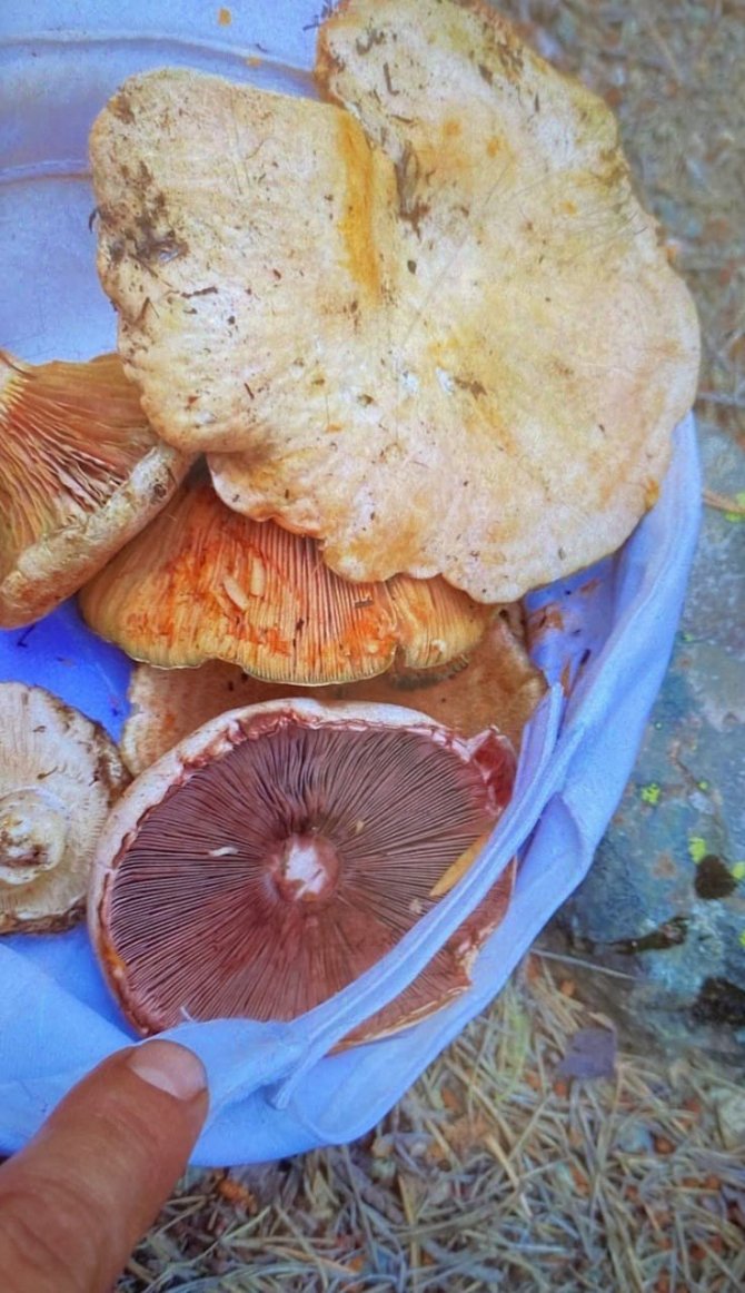 Yedikleri mantardan zehirlenen 6 kişi tedavi altına alındı