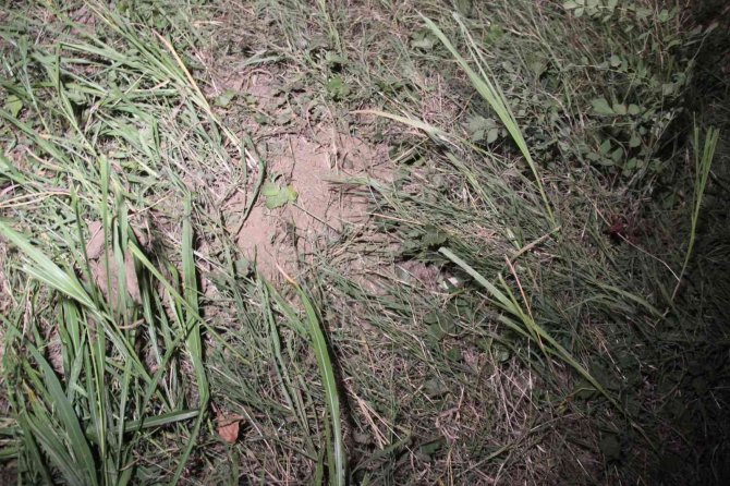 Ağaca çarpan otomobil, toprak zemine girerek durabildi