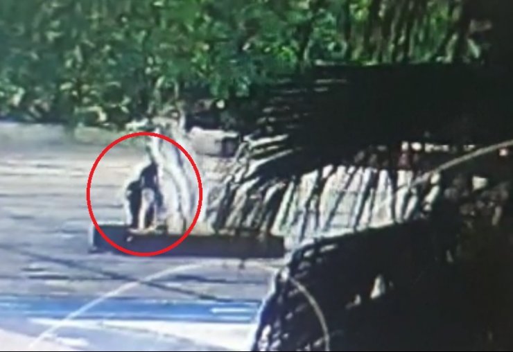 Ağacın kurutulmasında 3 şüpheli serbest, sebep 'sır'