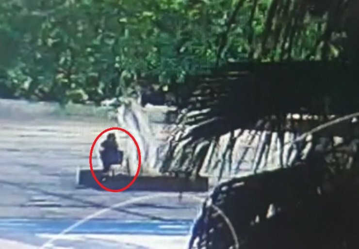 Ağacın kurutulmasında 3 şüpheli serbest, sebep 'sır'