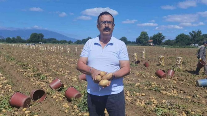 Bursa’da patates hasadı başladı