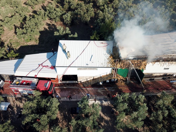 Hayvan çiftliğindeki yangında çok sayıda kanatlı ve küçükbaş hayvan öldü