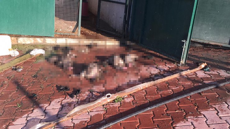 Hayvan çiftliğindeki yangında çok sayıda kanatlı ve küçükbaş hayvan öldü