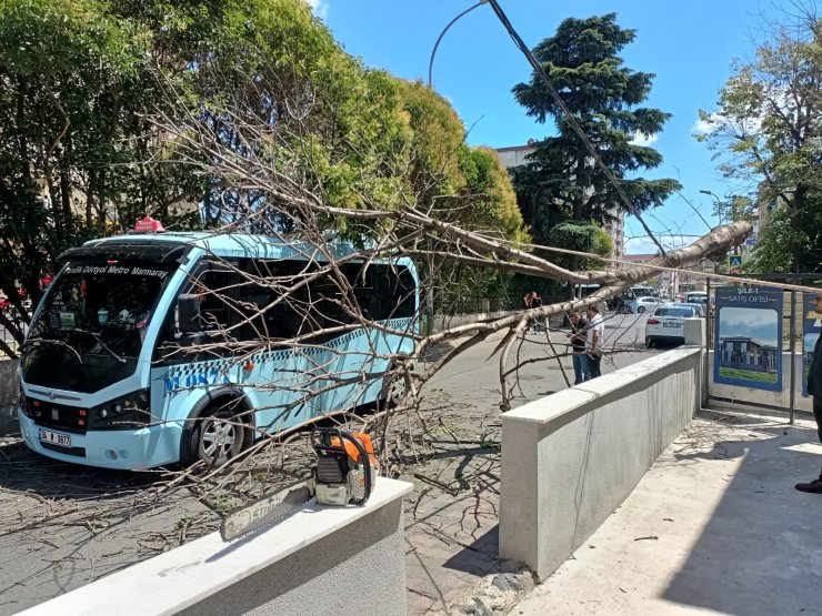 İçinde yolcuların olduğu minibüsün üstüne ağaç böyle devrildi