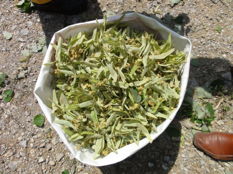 Ihlamurdan ekonomiye 2 milyon dolarlık katkı