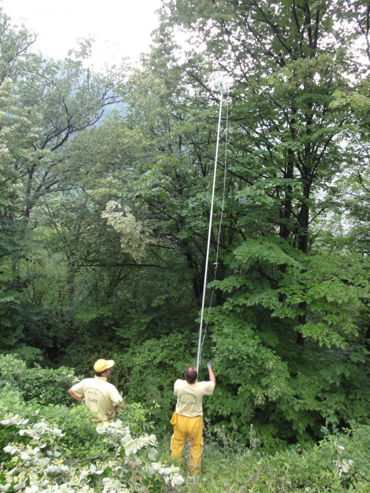 Ihlamurdan ekonomiye 2 milyon dolarlık katkı