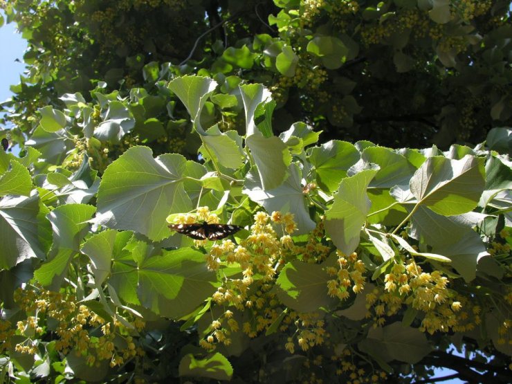 Ihlamurdan ekonomiye 2 milyon dolarlık katkı