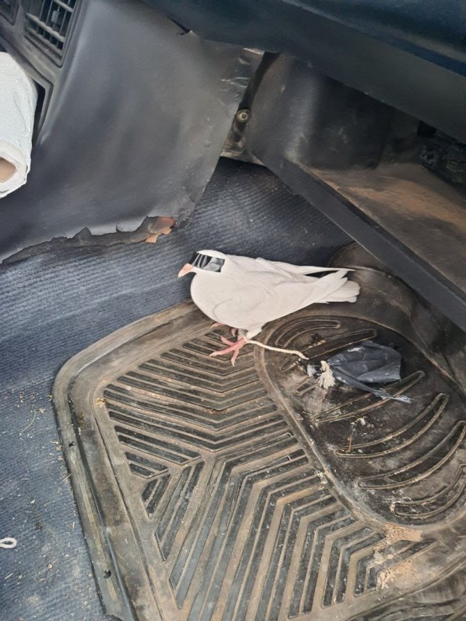 Kaçak avcıların yöntemi pes dedirtti