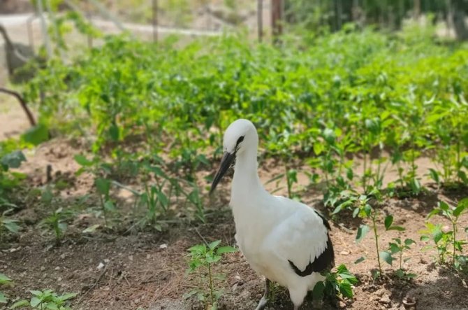 Konya'da yaralı bulunan leylek koruma altına alındı